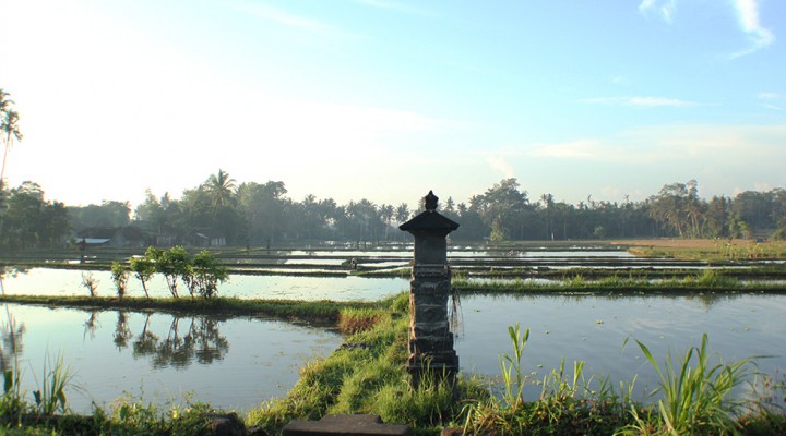 The Global Girl Travels: Ubud rice paddy fileds at sunrise, Bali.