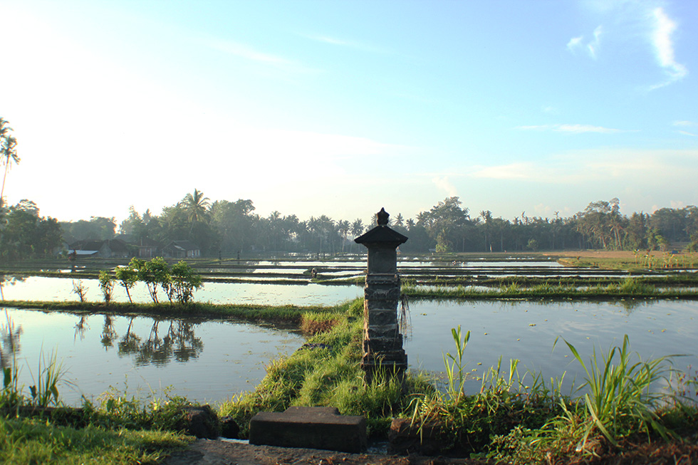 The Global Girl Travels: Ubud rice paddy fileds at sunrise, Bali.