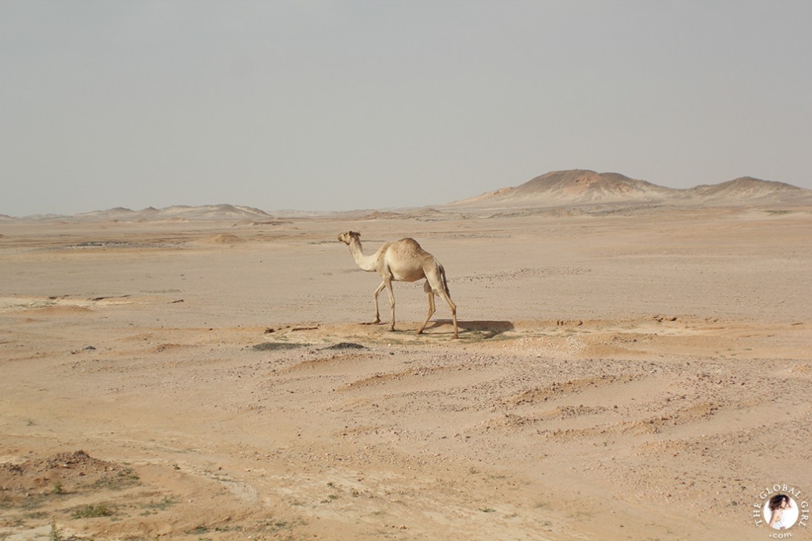 The Global Girl Travels: Camel in the Sahara desert, Egypt.